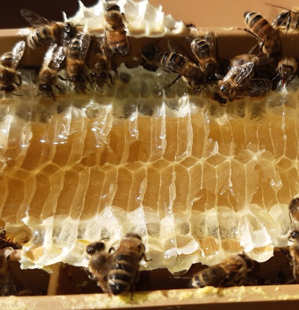 Abeilles provence ferme verdoulet