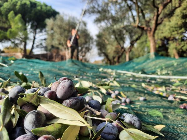 récolte d'olives ferme verdoulet