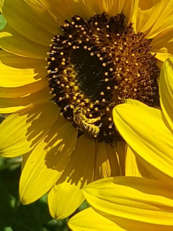 Abeille Provence tournesol Ferme Verdoulet