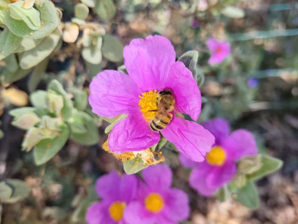 Fleurs ciste abeille Ferme Verdoulet