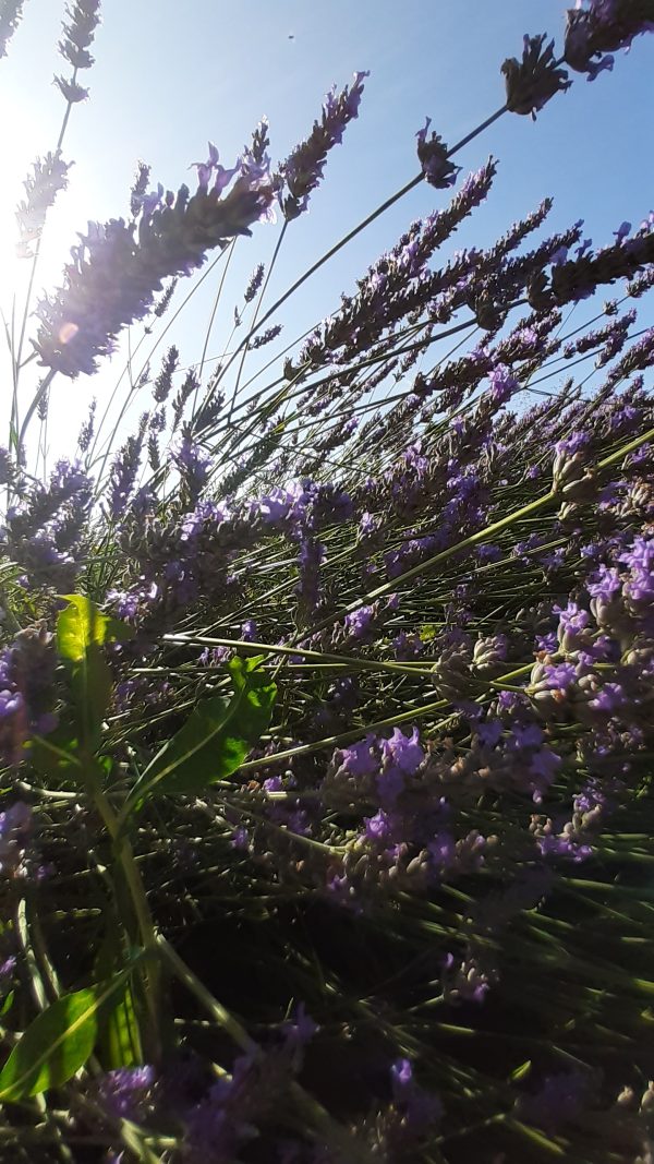 Lavande Provence Ferme Verdoulet