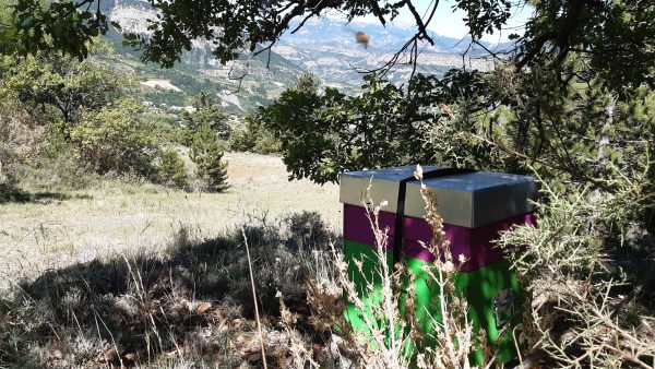 Montagnes provençales ruche Ferme Verdoulet